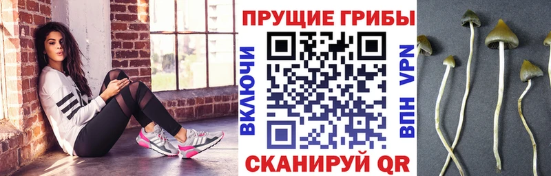 OMG tor  Пустошка  Галлюциногенные грибы Psilocybine cubensis 